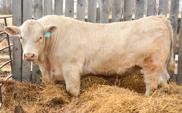 2 year old Charolais Bulls - Photo 5