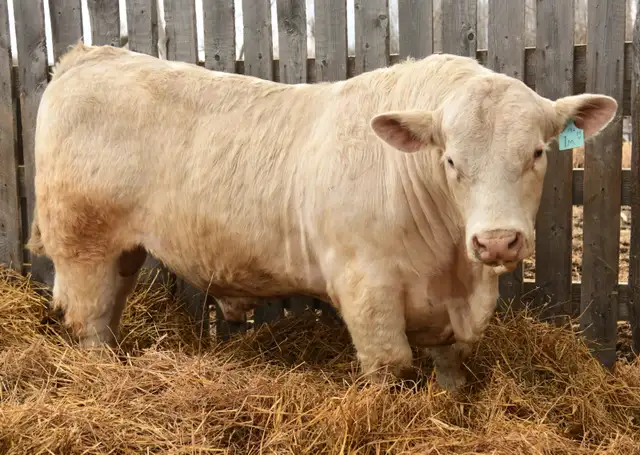 2 year old Charolais Bulls - Photo 6