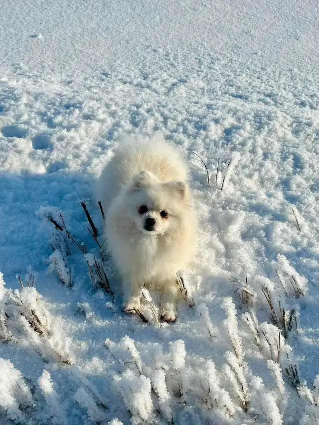 Cream CKC Pomeranian Female