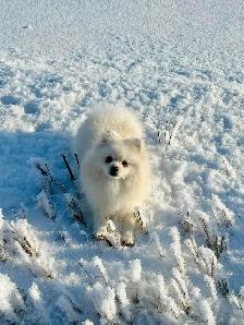 Cream CKC Pomeranian Female