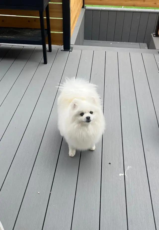 Cream CKC Pomeranian Female - Photo 2