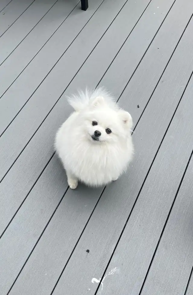 Cream CKC Pomeranian Female - Photo 3