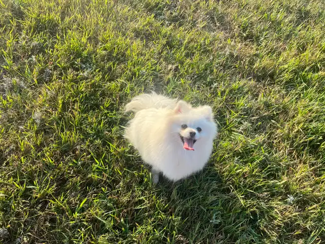 Cream CKC Pomeranian Female - Photo 4