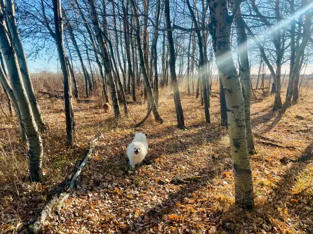 Cream CKC Pomeranian Female - Photo 5