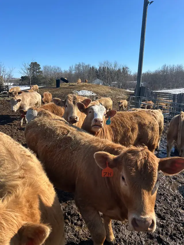 Tan Replacement Heifers