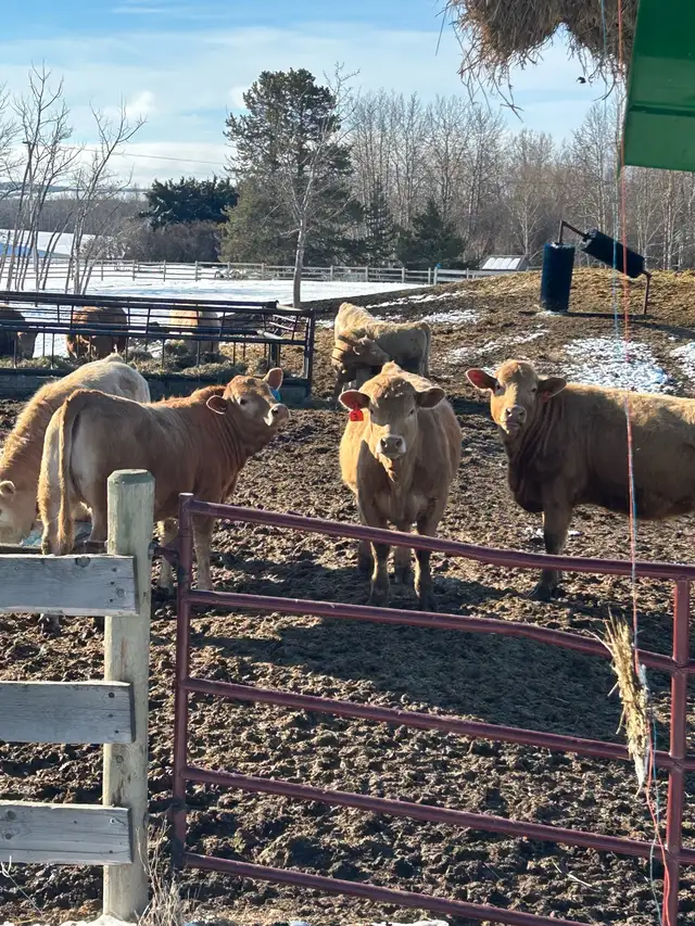 Tan Replacement Heifers - Photo 2