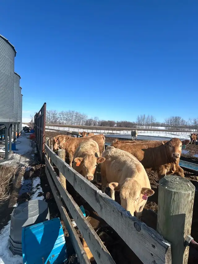 Tan Replacement Heifers - Photo 3