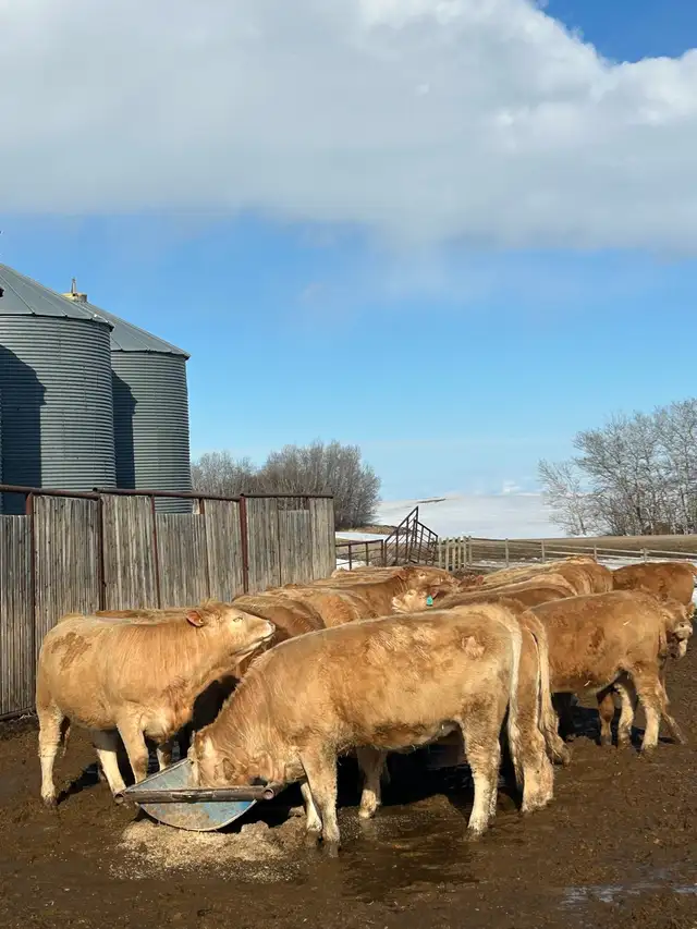 Tan Replacement Heifers - Photo 4
