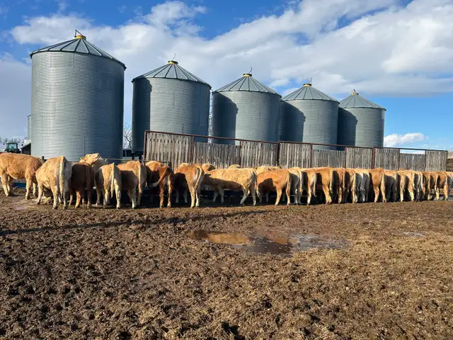 Tan Replacement Heifers - Photo 5
