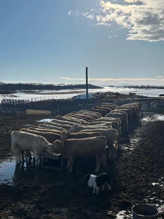 Tan Replacement Heifers - Photo 6
