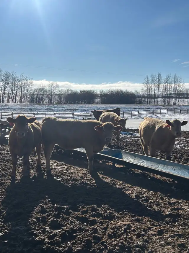 Tan Replacement Heifers - Photo 7