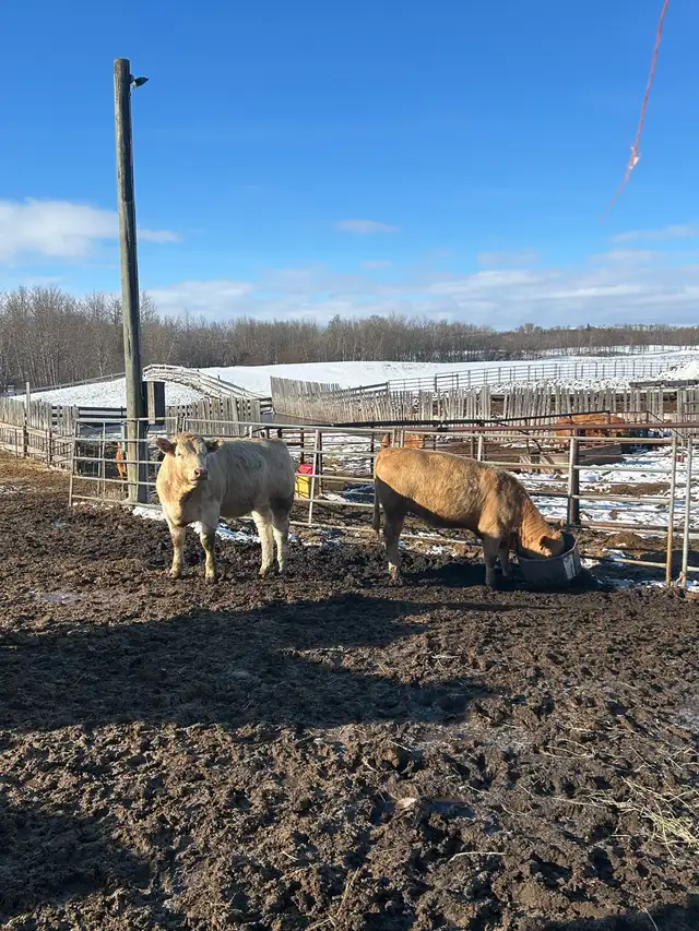 Tan Replacement Heifers - Photo 8
