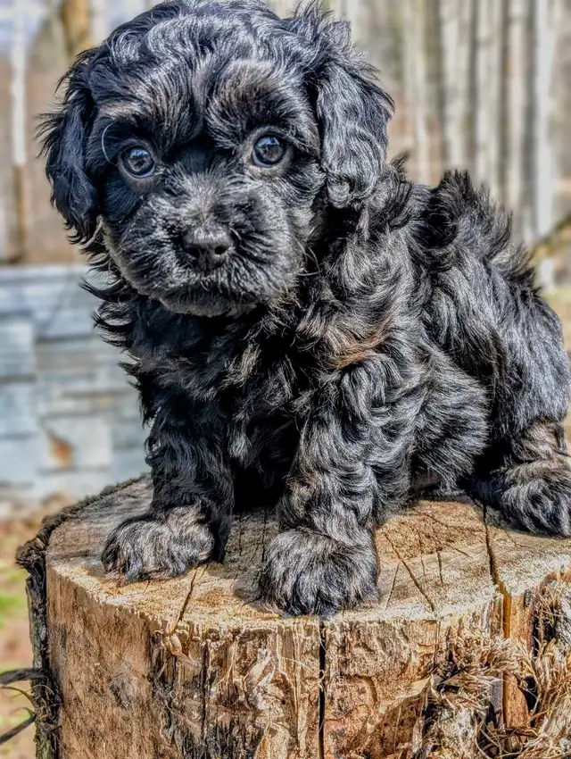 F1B Cavapoo Puppy ( HEALTH TESTED PARENTS )