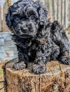 F1B Cavapoo Puppy ( HEALTH TESTED PARENTS )