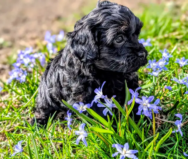 F1B Cavapoo Puppy ( HEALTH TESTED PARENTS ) - Photo 2