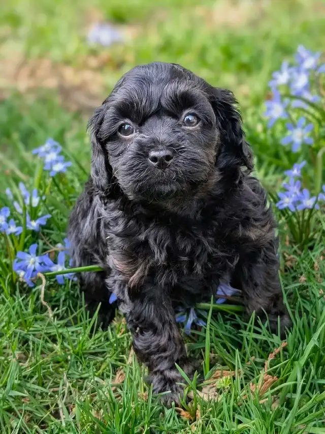 F1B Cavapoo Puppy ( HEALTH TESTED PARENTS ) - Photo 3