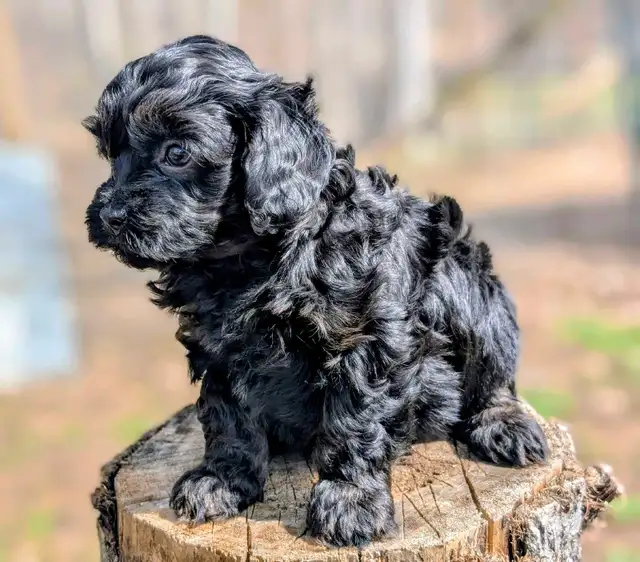 F1B Cavapoo Puppy ( HEALTH TESTED PARENTS ) - Photo 4