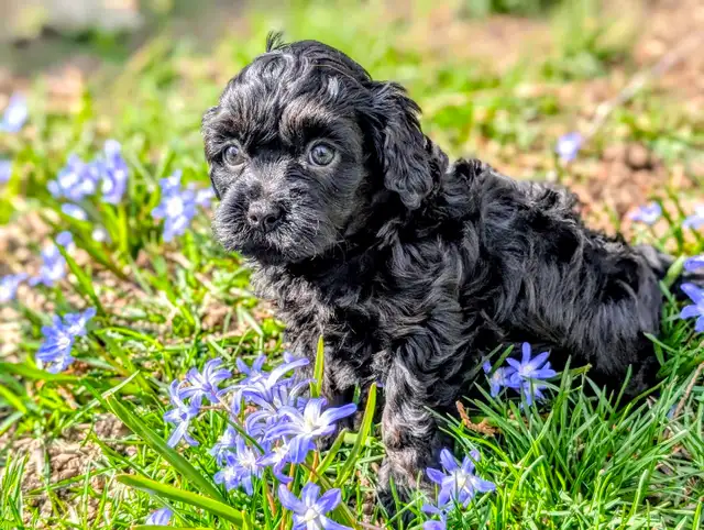 F1B Cavapoo Puppy ( HEALTH TESTED PARENTS ) - Photo 5