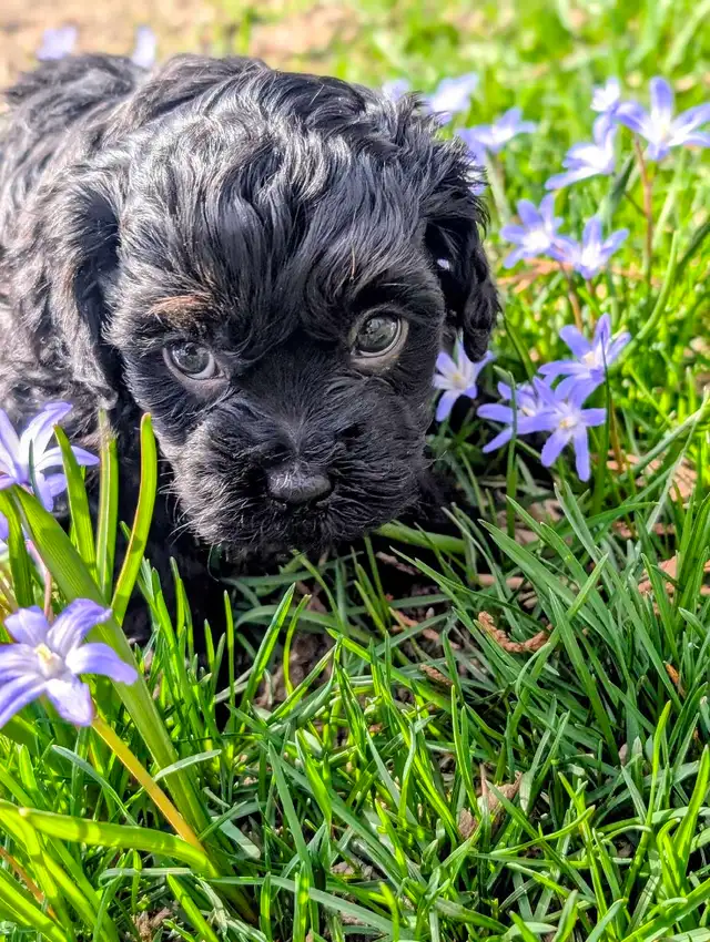 F1B Cavapoo Puppy ( HEALTH TESTED PARENTS ) - Photo 6