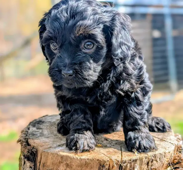F1B Cavapoo Puppy ( HEALTH TESTED PARENTS ) - Photo 7