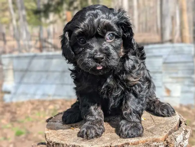 F1B Cavapoo Puppy ( HEALTH TESTED PARENTS ) - Photo 8