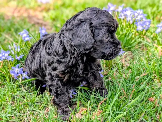 F1B Cavapoo Puppy ( HEALTH TESTED PARENTS ) - Photo 9