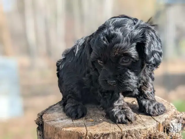 F1B Cavapoo Puppy ( HEALTH TESTED PARENTS ) - Photo 10