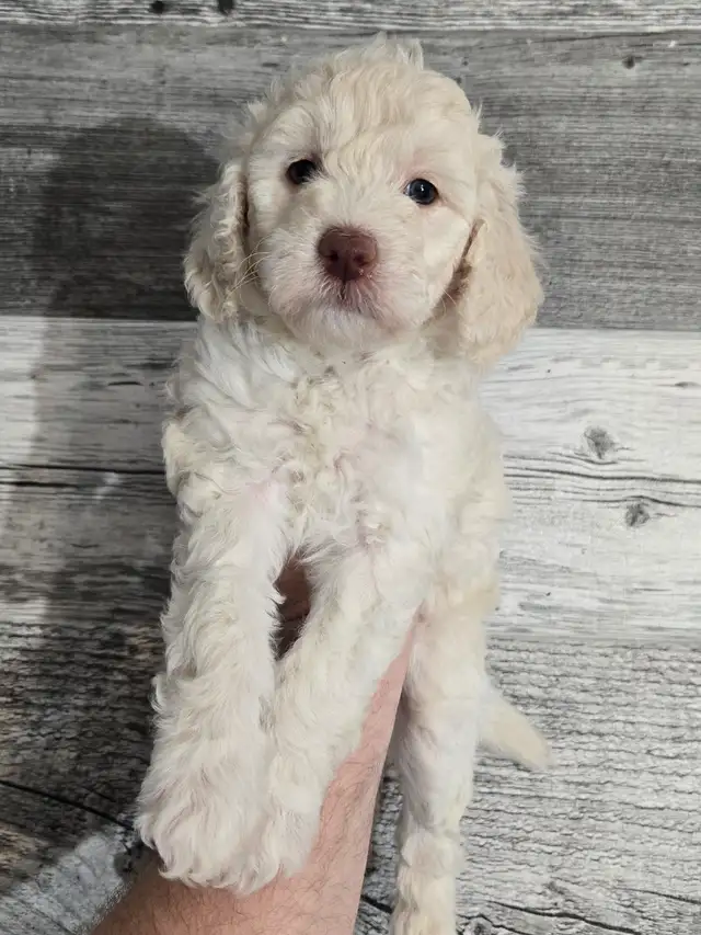 GOLDENDOODLE MINIATURE 25 LIVRES 1700$