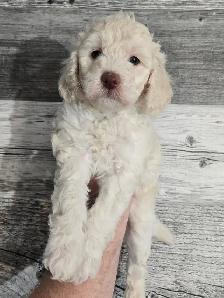GOLDENDOODLE MINIATURE 25 LIVRES 1700$