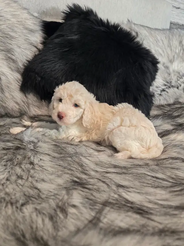 GOLDENDOODLE MINIATURE 25 LIVRES 1700$ - Photo 3