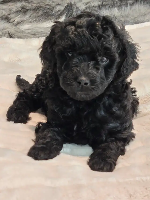 GOLDENDOODLE MINIATURE 25 LIVRES 1700$ - Photo 4