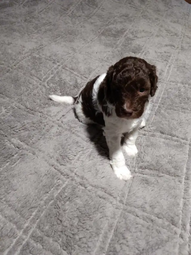 GOLDENDOODLE MINIATURE 25 LIVRES 1700$ - Photo 7