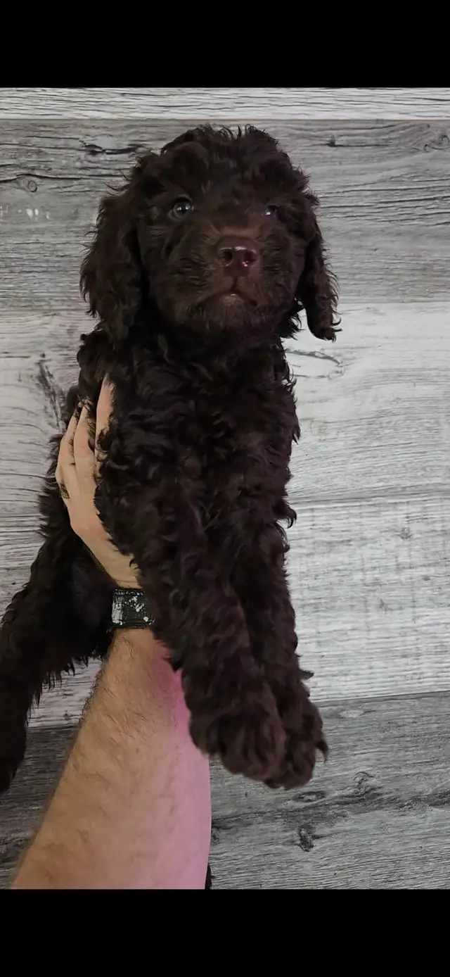 GOLDENDOODLE MINIATURE 25 LIVRES 1700$ - Photo 8