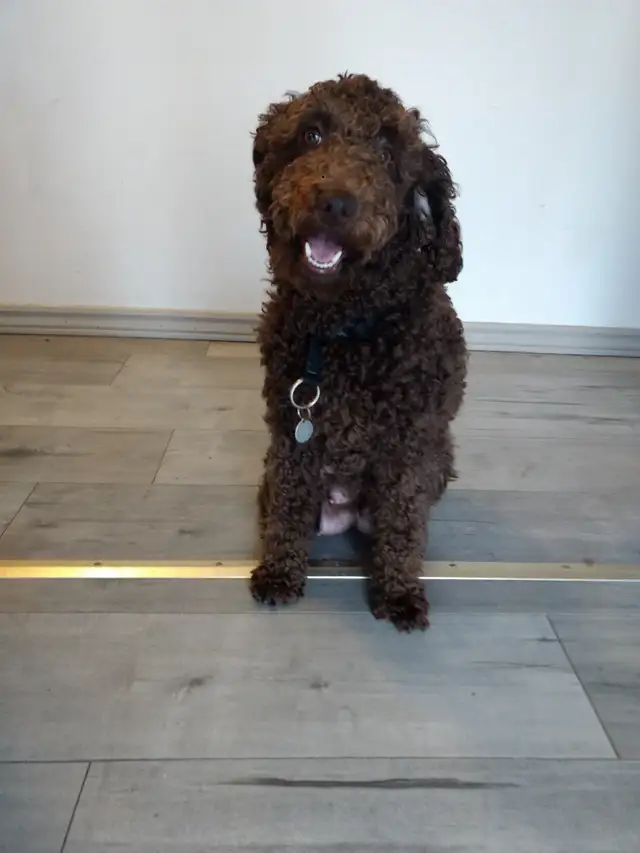 GOLDENDOODLE MINIATURE 25 LIVRES 1700$ - Photo 9