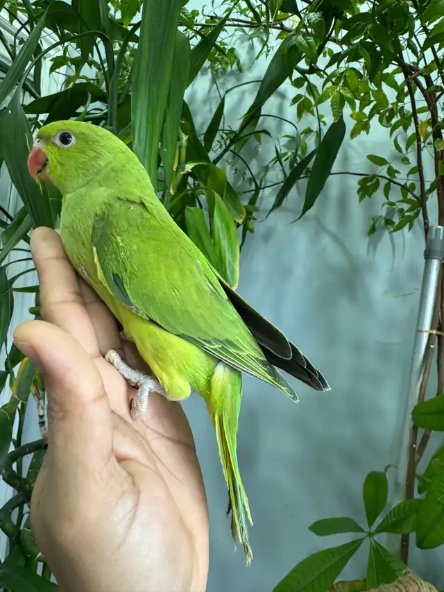 Indian ringneck babies (Green) - Photo 2