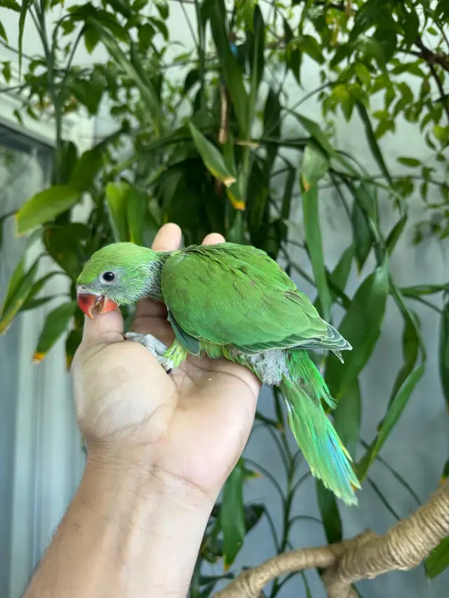 Indian ringneck babies (Green) - Photo 3