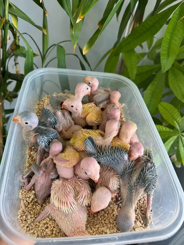 Indian ringneck babies (Green) - Photo 4