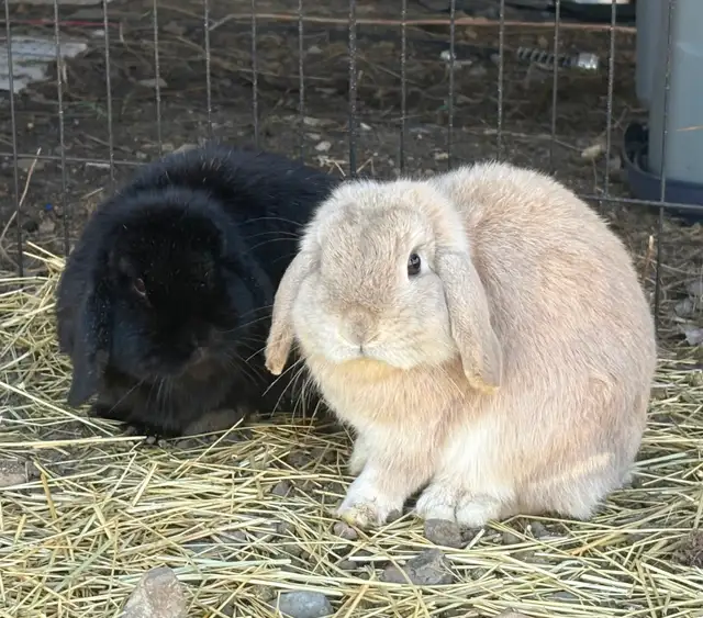 Bonded Holland Lop Bunnies