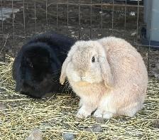 Bonded Holland Lop Bunnies