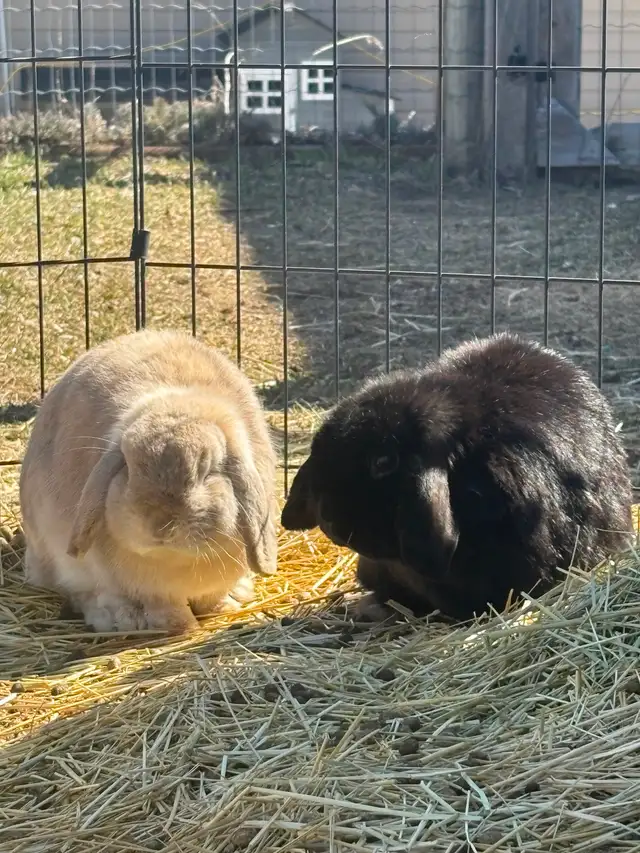 Bonded Holland Lop Bunnies - Photo 2