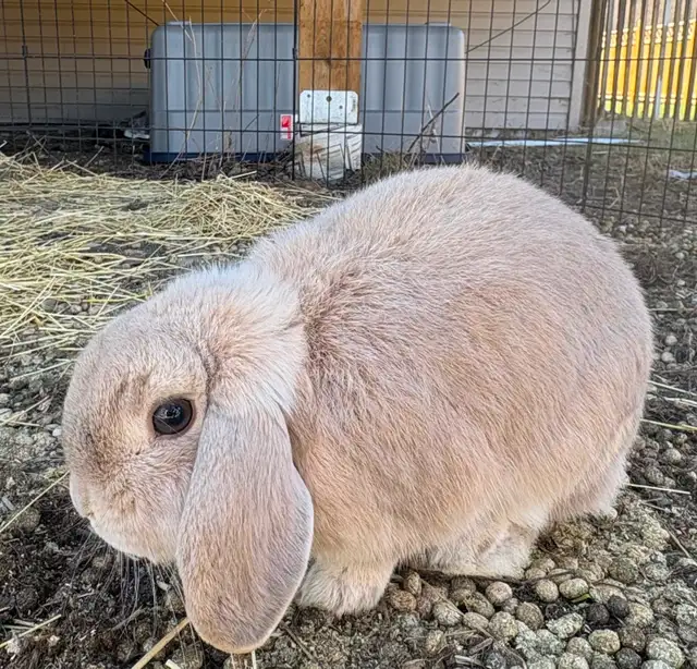 Bonded Holland Lop Bunnies - Photo 3