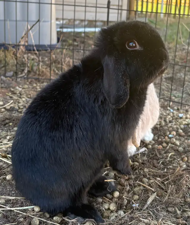 Bonded Holland Lop Bunnies - Photo 4