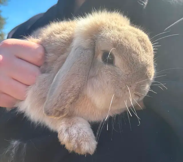Bonded Holland Lop Bunnies - Photo 5