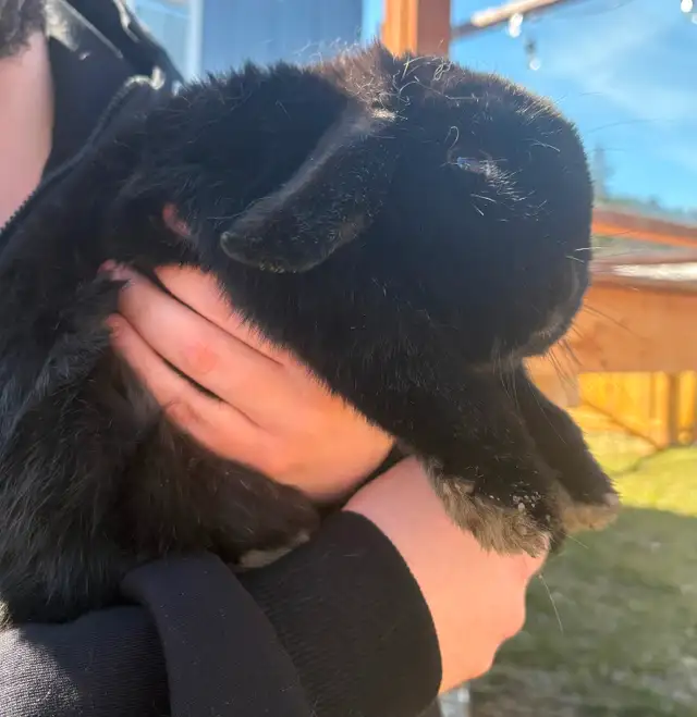 Bonded Holland Lop Bunnies - Photo 6