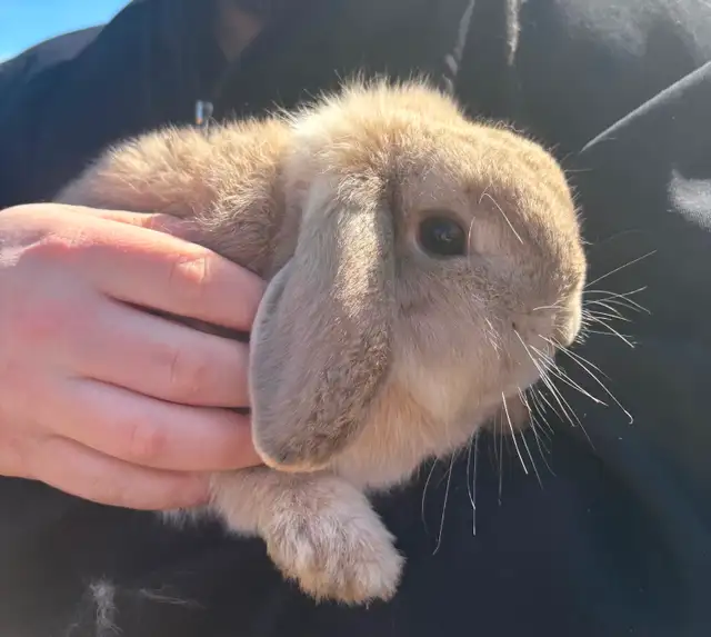 Bonded Holland Lop Bunnies - Photo 7