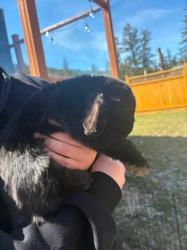 Bonded Holland Lop Bunnies - Photo 8