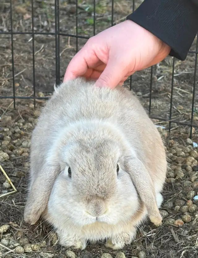 Bonded Holland Lop Bunnies - Photo 9