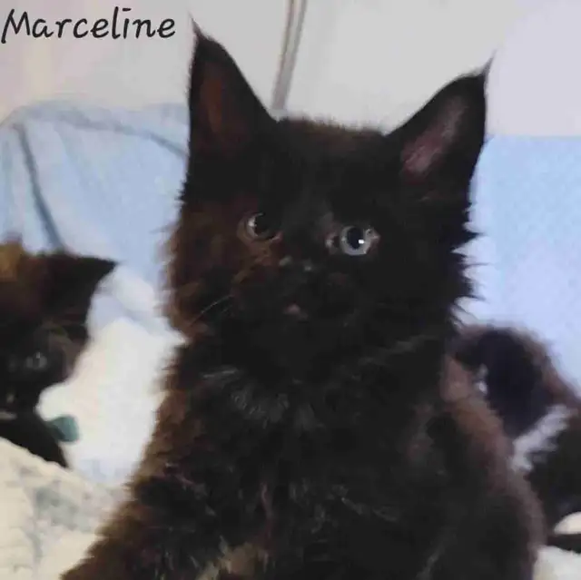 Mainecoon Kittens for Sale