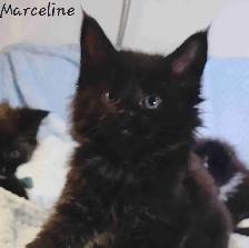 Mainecoon Kittens for Sale