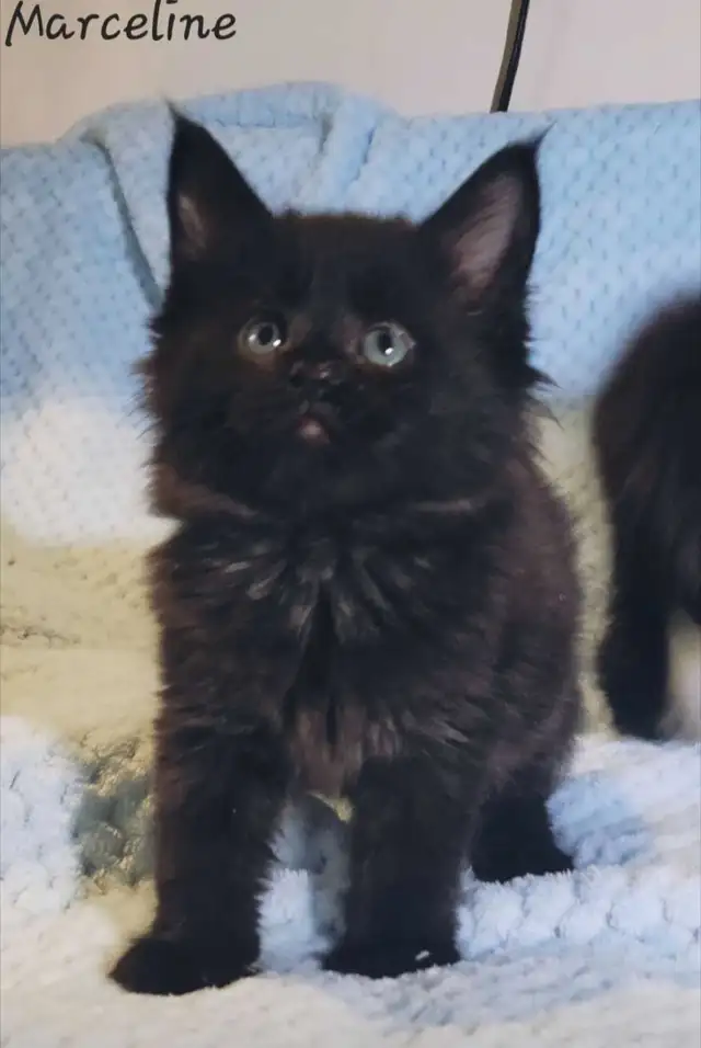 Mainecoon Kittens for Sale - Photo 2